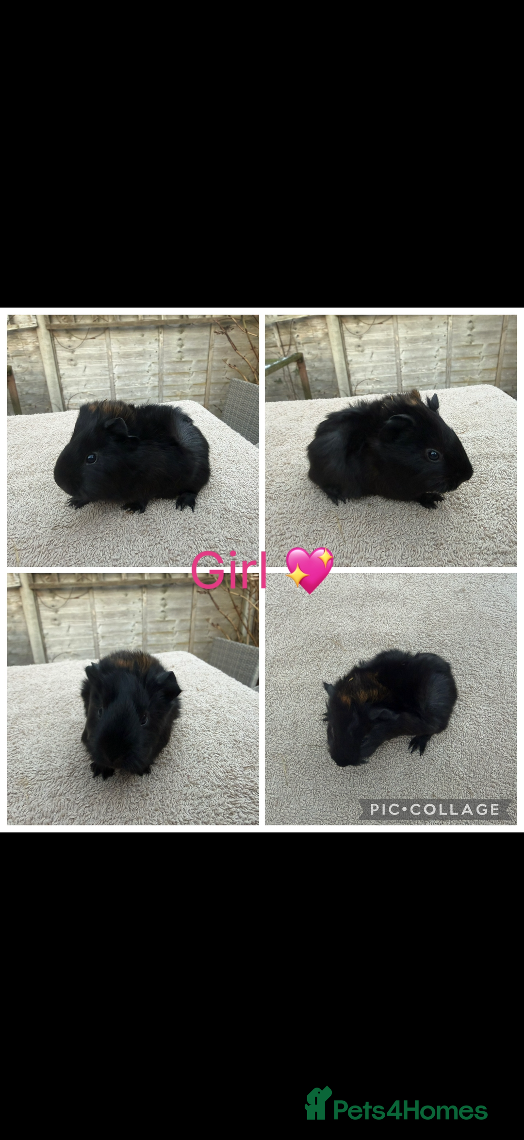 Guinea Pig rodents for sale: Male & Female Guinea pigs 👀 for new laps 🥰 - Advert 22