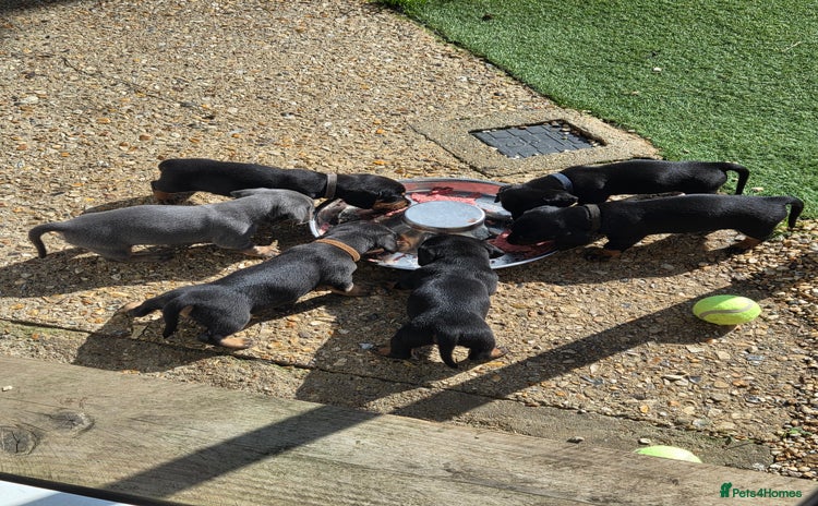 Miniature Dachshund dogs - Advert 1