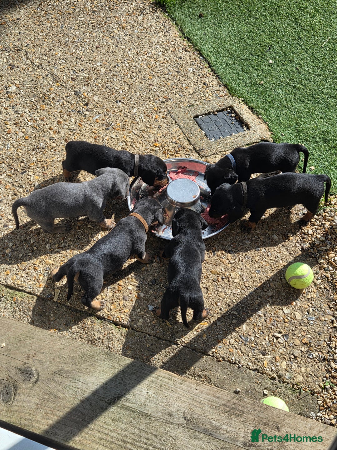 Miniature Dachshund dogs for sale: Miniature dachshund  - Image 1