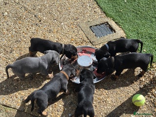 Miniature Dachshund dogs - Advert 12