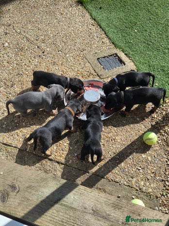 Miniature Dachshund dogs - Advert 16