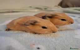 Guinea Pig rodents for sale: Beautiful Baby Guinea Pigs - Image 8