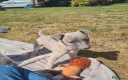 Whippet dogs for sale: Fantastic Whippet puppies - Image 1