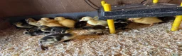 Ducks poultry for sale: Pure breed ducklings in Barnsley - Advert 5