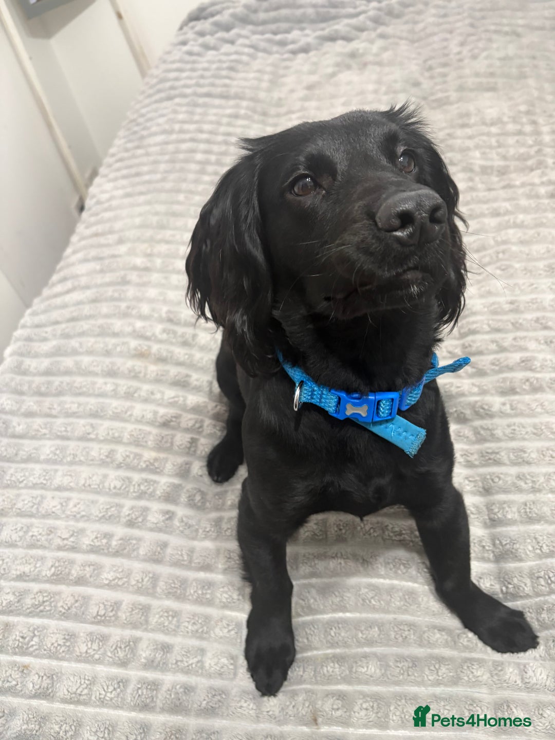 Cocker Spaniel dogs for sale: Working cocker spaniel  - Advert 4