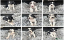 Sprollie dogs for sale: 🩶Beautiful sprollie puppies🩶  - Image 1