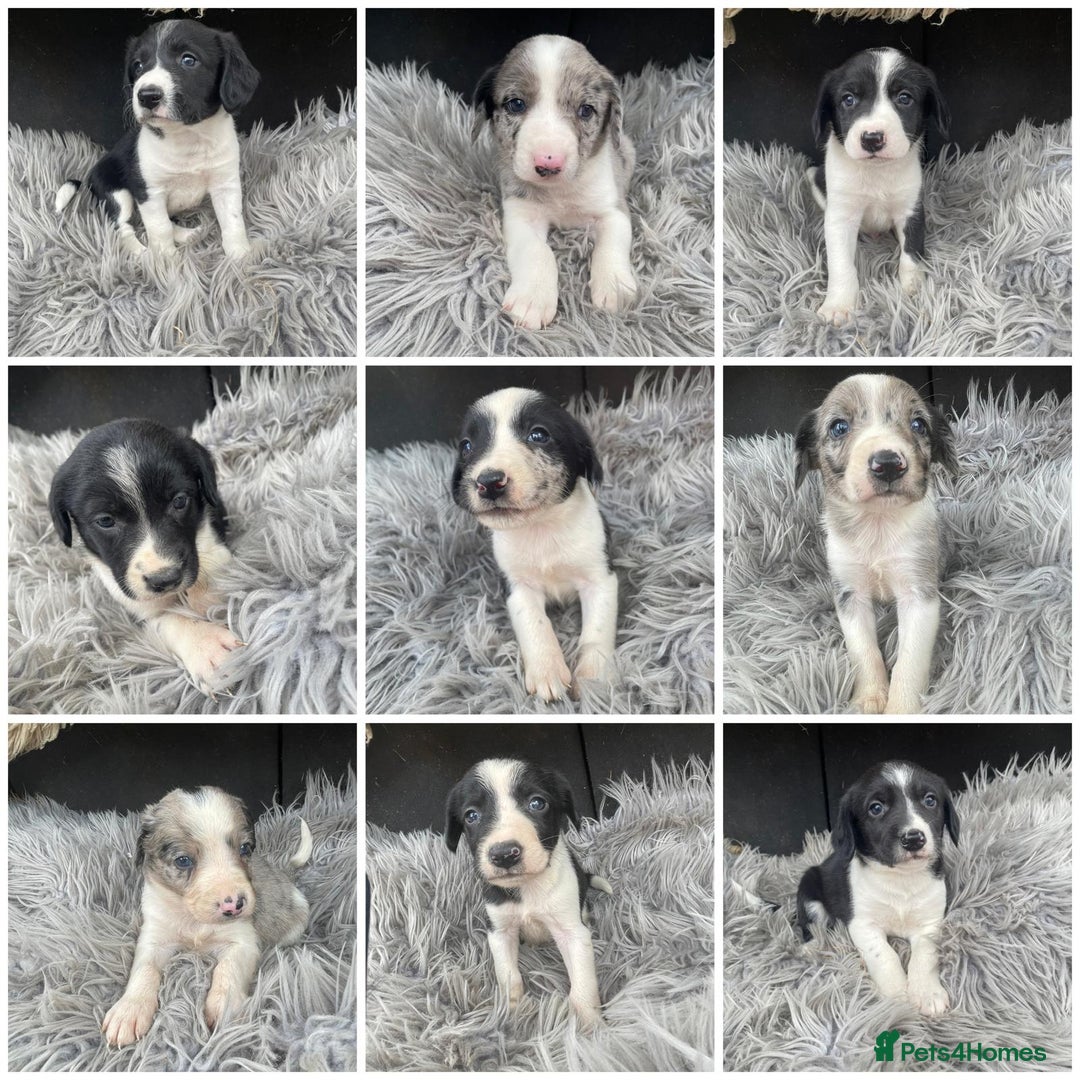 Sprollie dogs for sale: 🩶Beautiful sprollie puppies🩶  - Image 1
