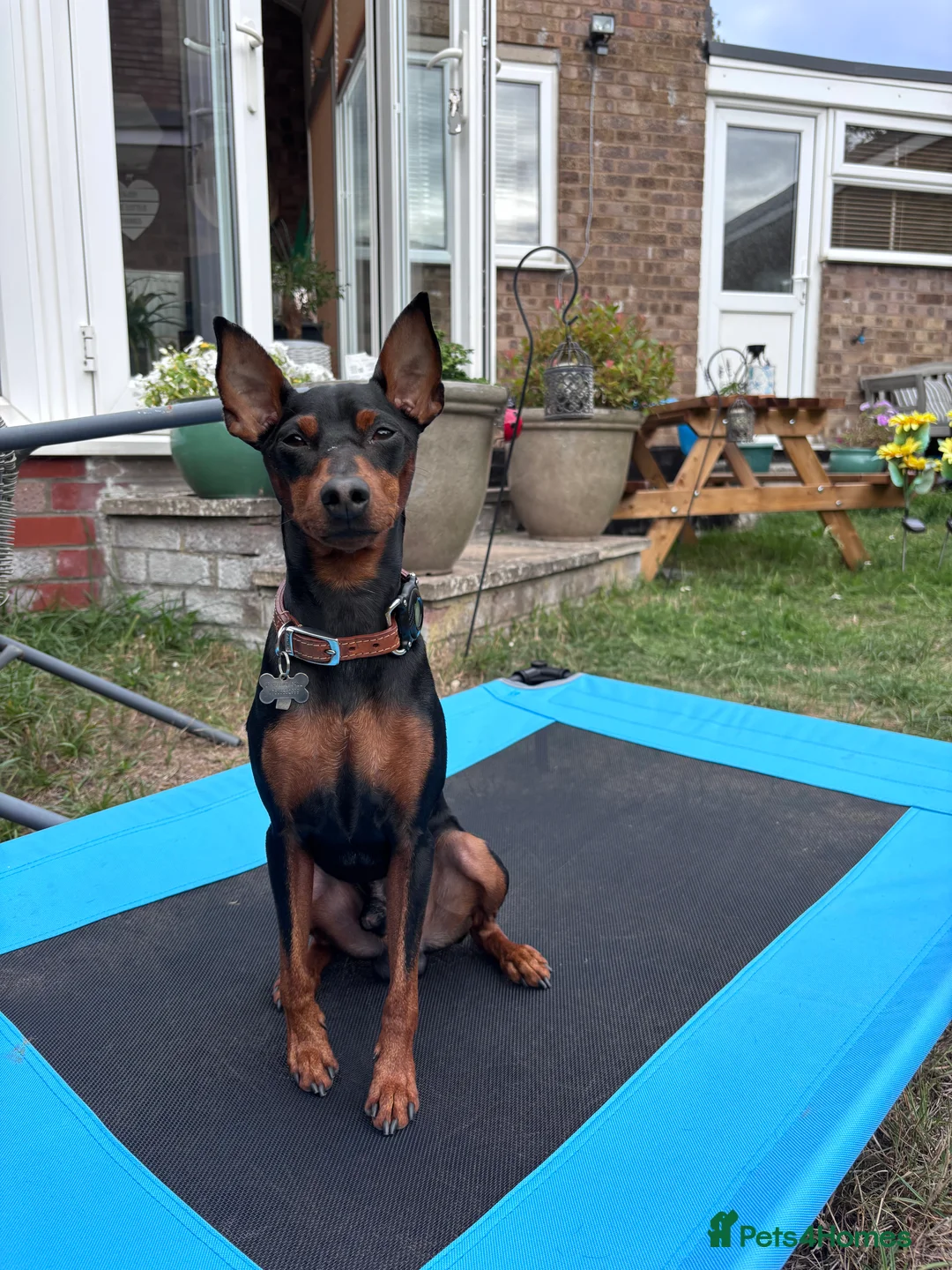 Miniature Pinscher dogs for stud: Miniature Pinscher Male Available for Stud in Enfield - Advert 7