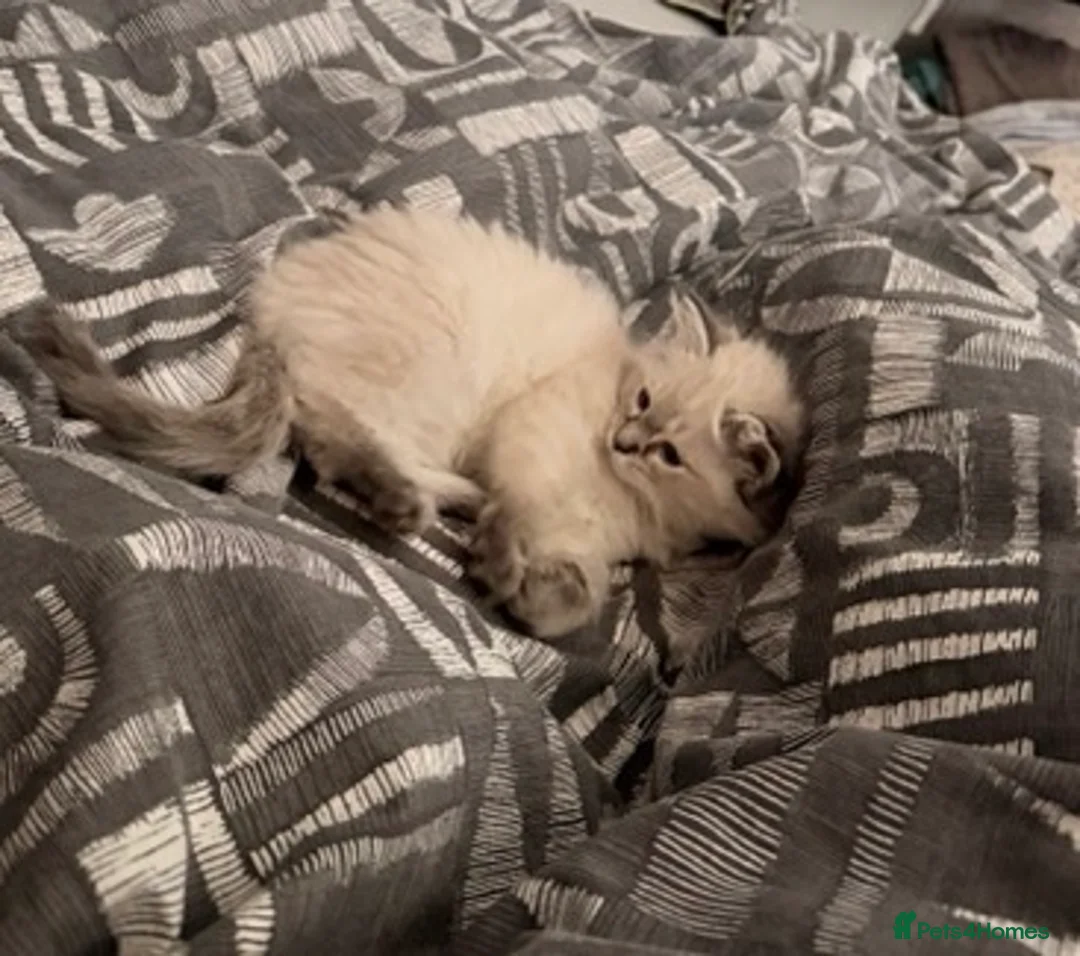 Ragdoll cats for sale: Girl Ragdoll kitten - Advert 2