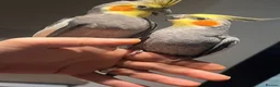 Cockatiels birds for sale: Cocktails for sale - Advert 4