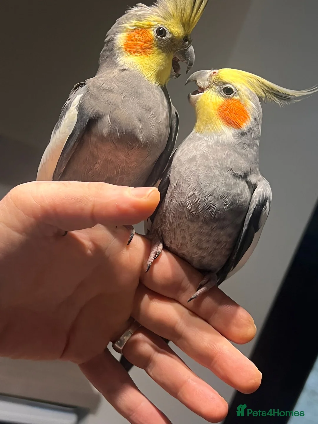 Cockatiels birds for sale: Cocktails for sale - Advert 4