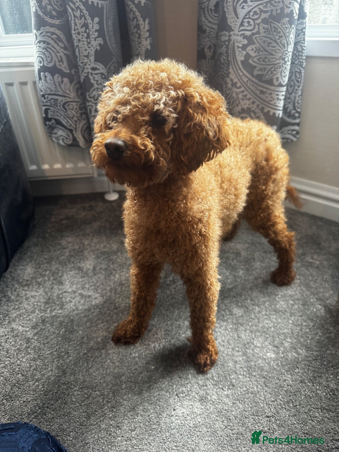 Toy Poodle dogs for sale: Pumpkin our beautiful toy poodle  - Advert 2
