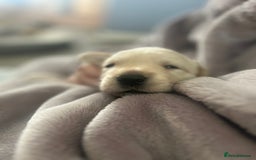 Labrador Retriever dogs for sale: Labrador puppies  - Image 10