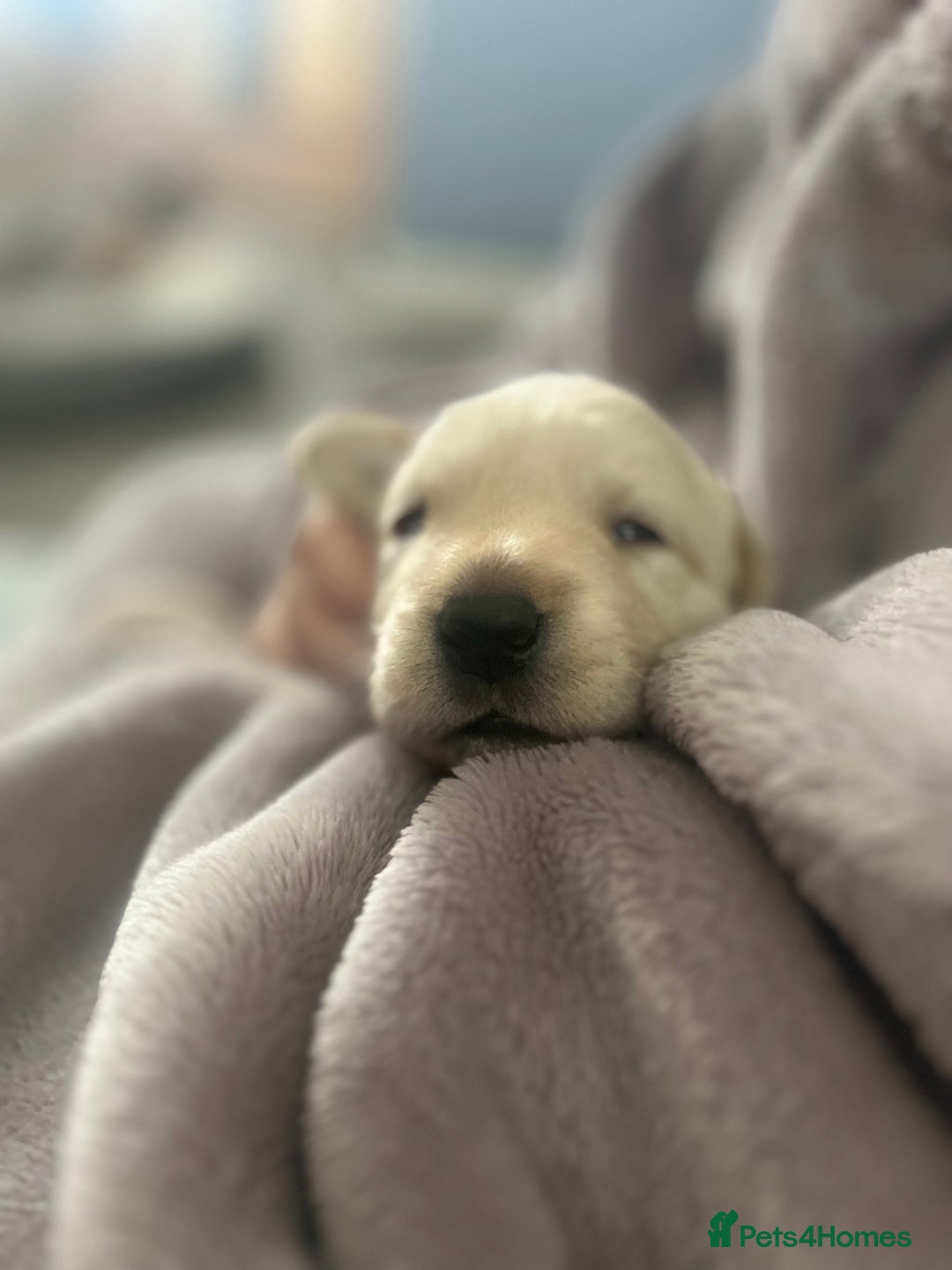 Labrador Retriever dogs for sale: Labrador puppies  - Image 10