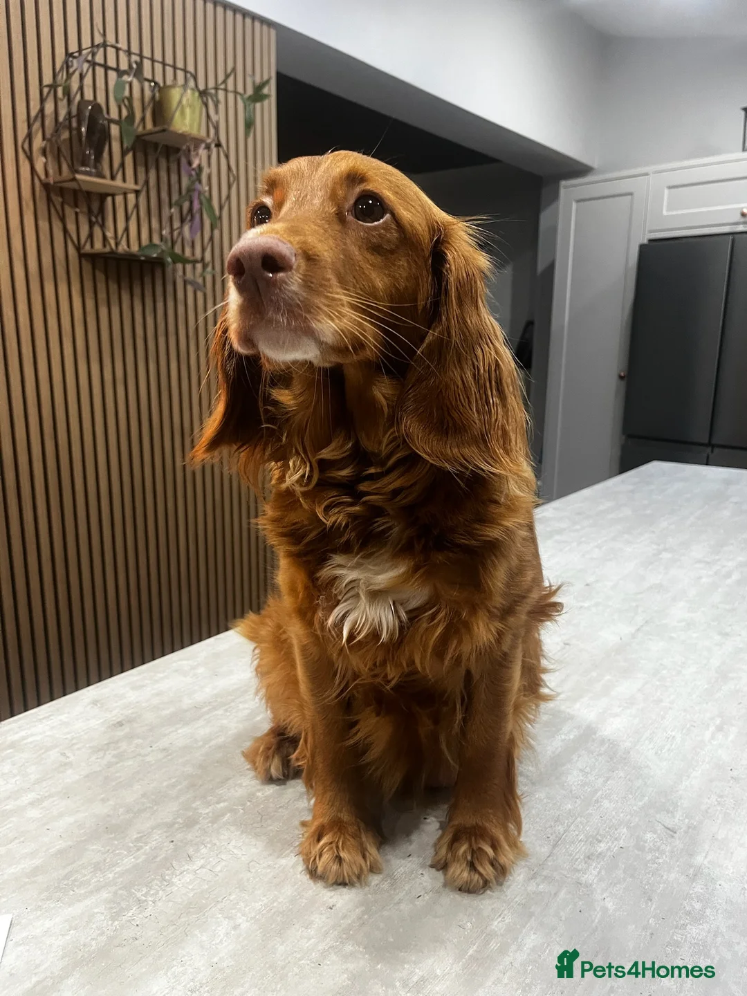 Cockapoo dogs for sale: Cockapoo puppies - Advert 7