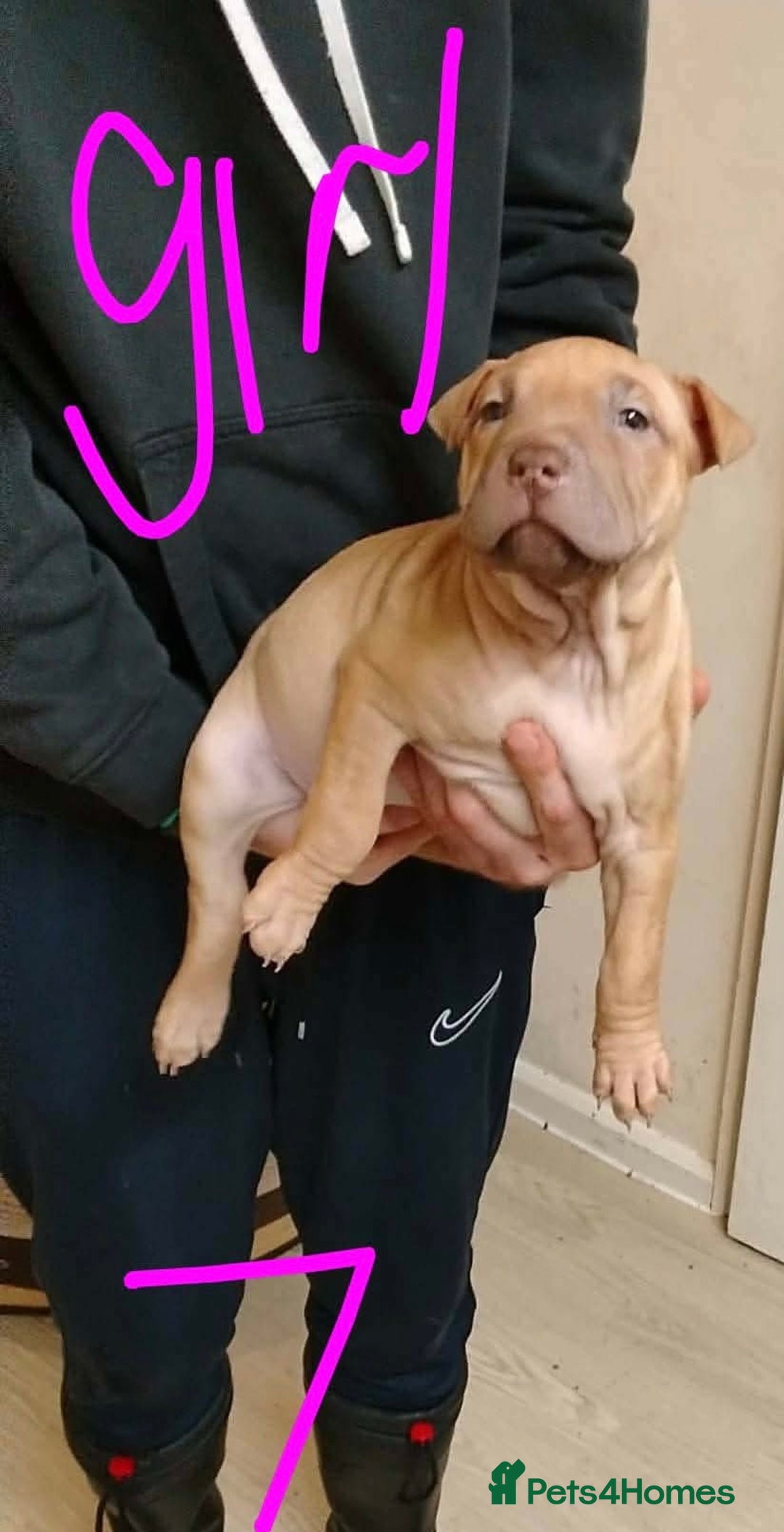 Shar Pei dogs for sale: Shar pei puppies for sale - Advert 2