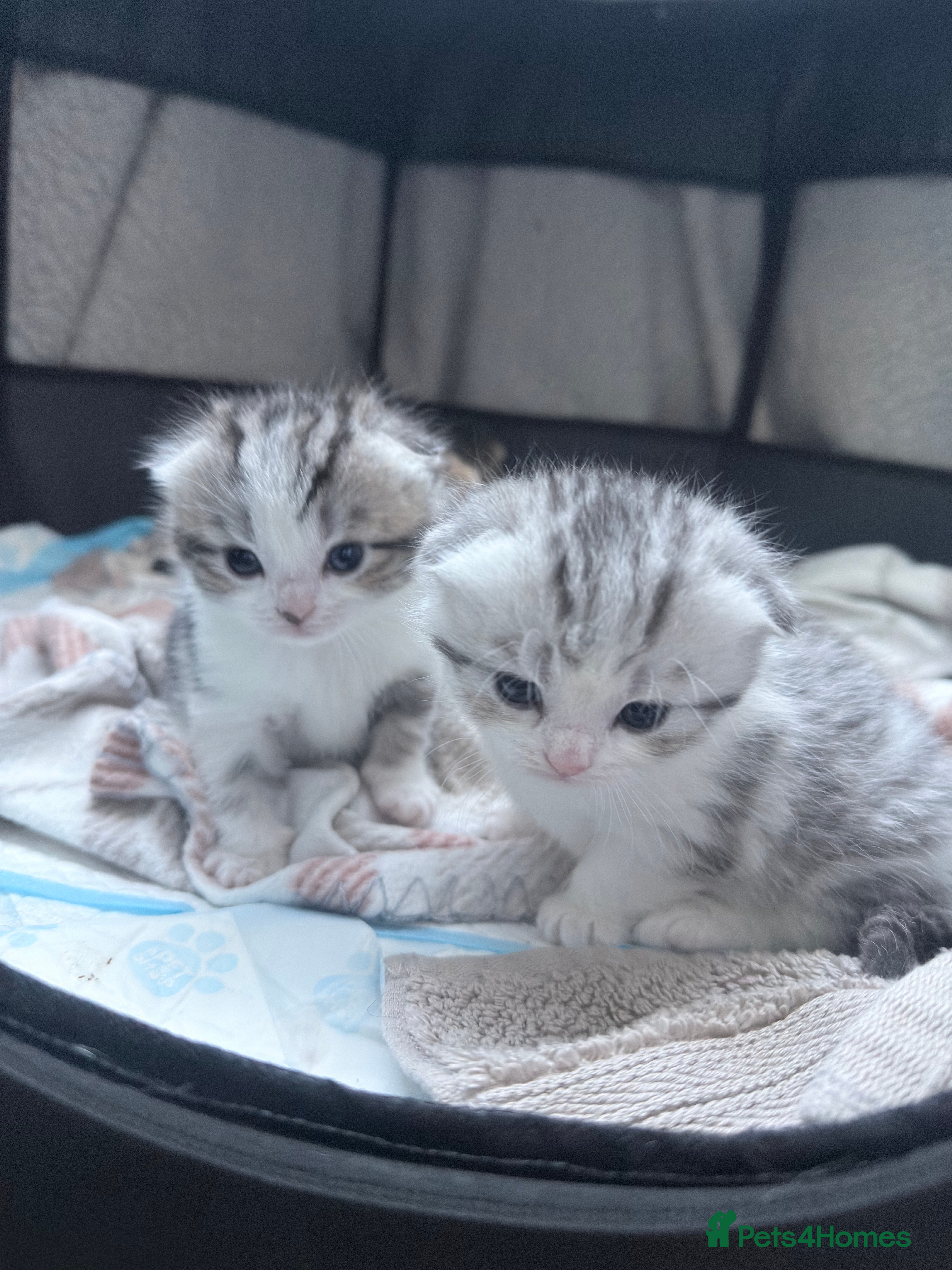 Scottish Fold cats 4 beautiful Scottish fold kittens 🤍 - Advert 1