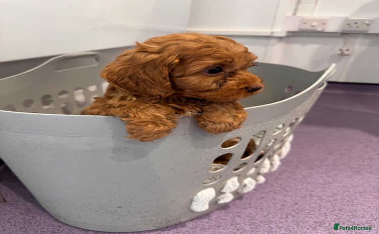 Cavapoo dogs - Advert 15
