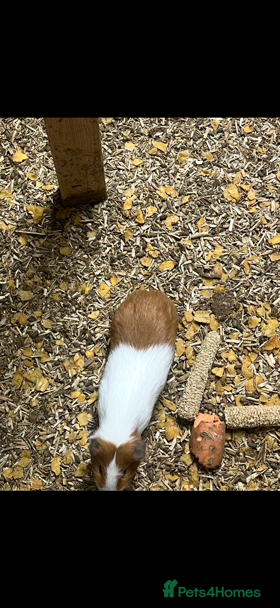 Guinea Pig rodents for sale: Guinea pigs 🐹 - Advert 3