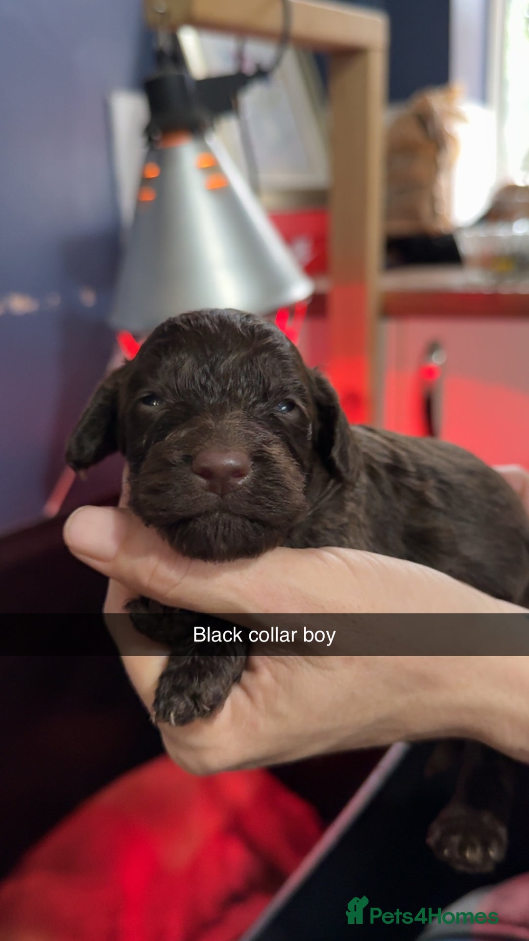 Cockapoo dogs for sale: ABSOLUTELY GORGEOUS F1 COCKAPOO PUPS!! - Image 2