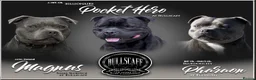 Staffordshire Bull Terrier dogs for stud: UK’S ONLY BLUE INTERNATIONAL CHAMPION  - Advert 24
