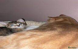 Bengal cats for sale: beautiful bengal kitten  - Image 22