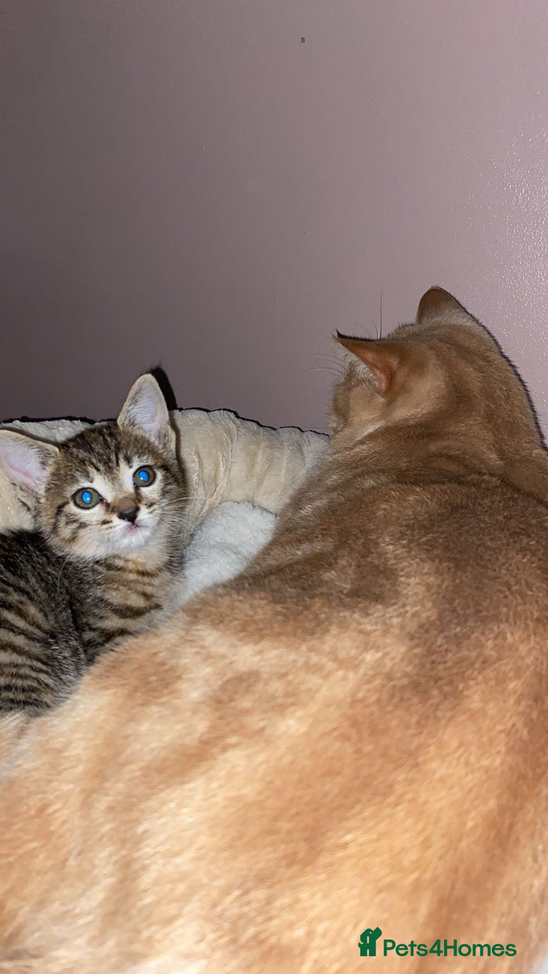 Bengal cats for sale: beautiful bengal kitten  - Image 22