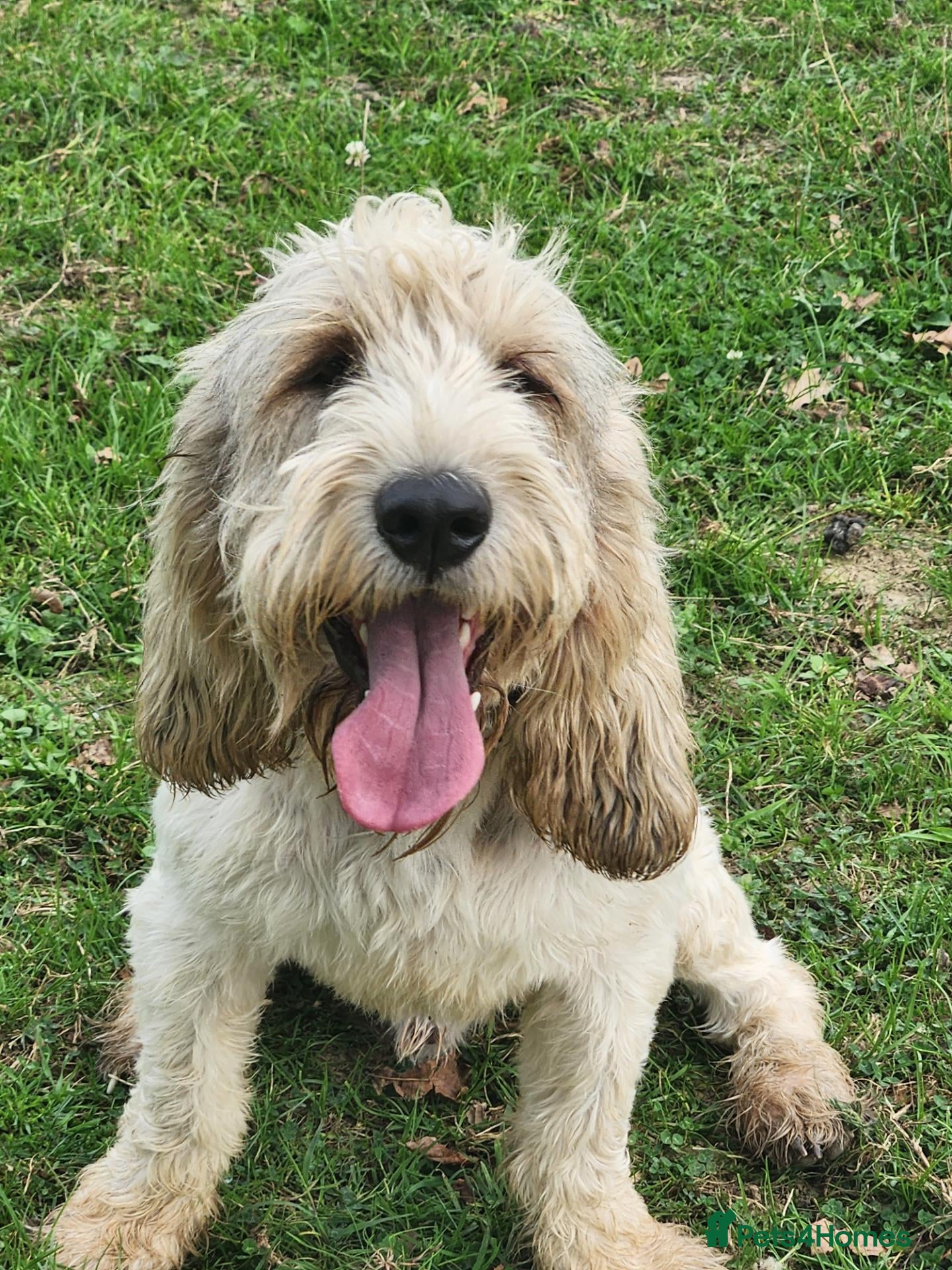 Basset Griffon Vendeen dogs Griffon grand bassets. Male - Advert 14