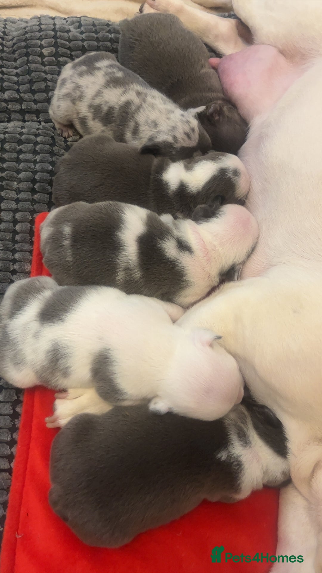 French Bulldog dogs for sale: 4 Panel Health Tested Parents  - Advert 3