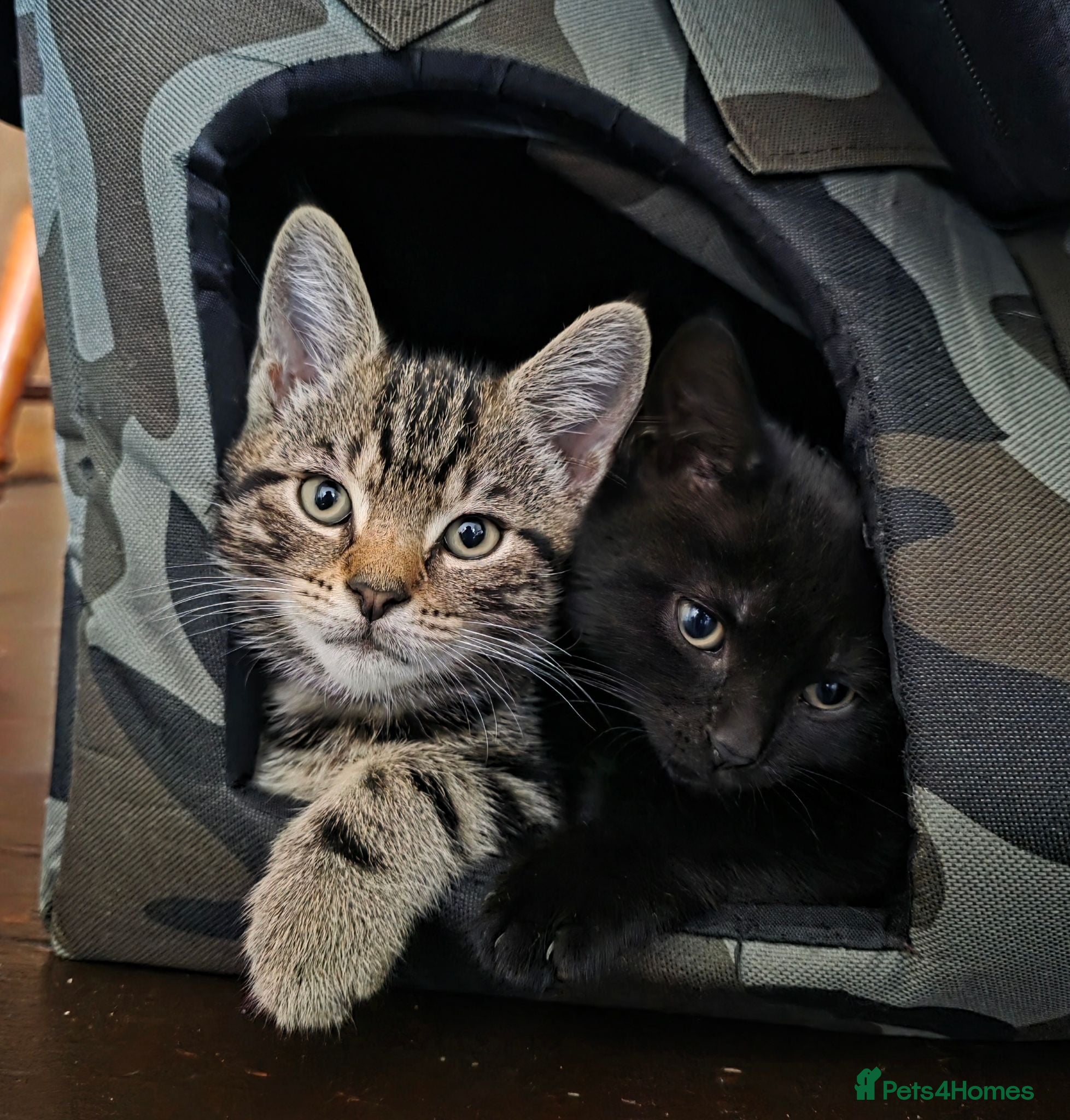 Mixed Breed cats Striped MALE Kitten available (last one) - Advert 3