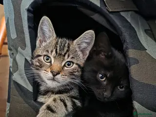 Mixed Breed cats Striped MALE Kitten available (last one) - Advert 3