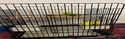 Budgerigars birds for sale: 3 budgies for sale - Advert 1