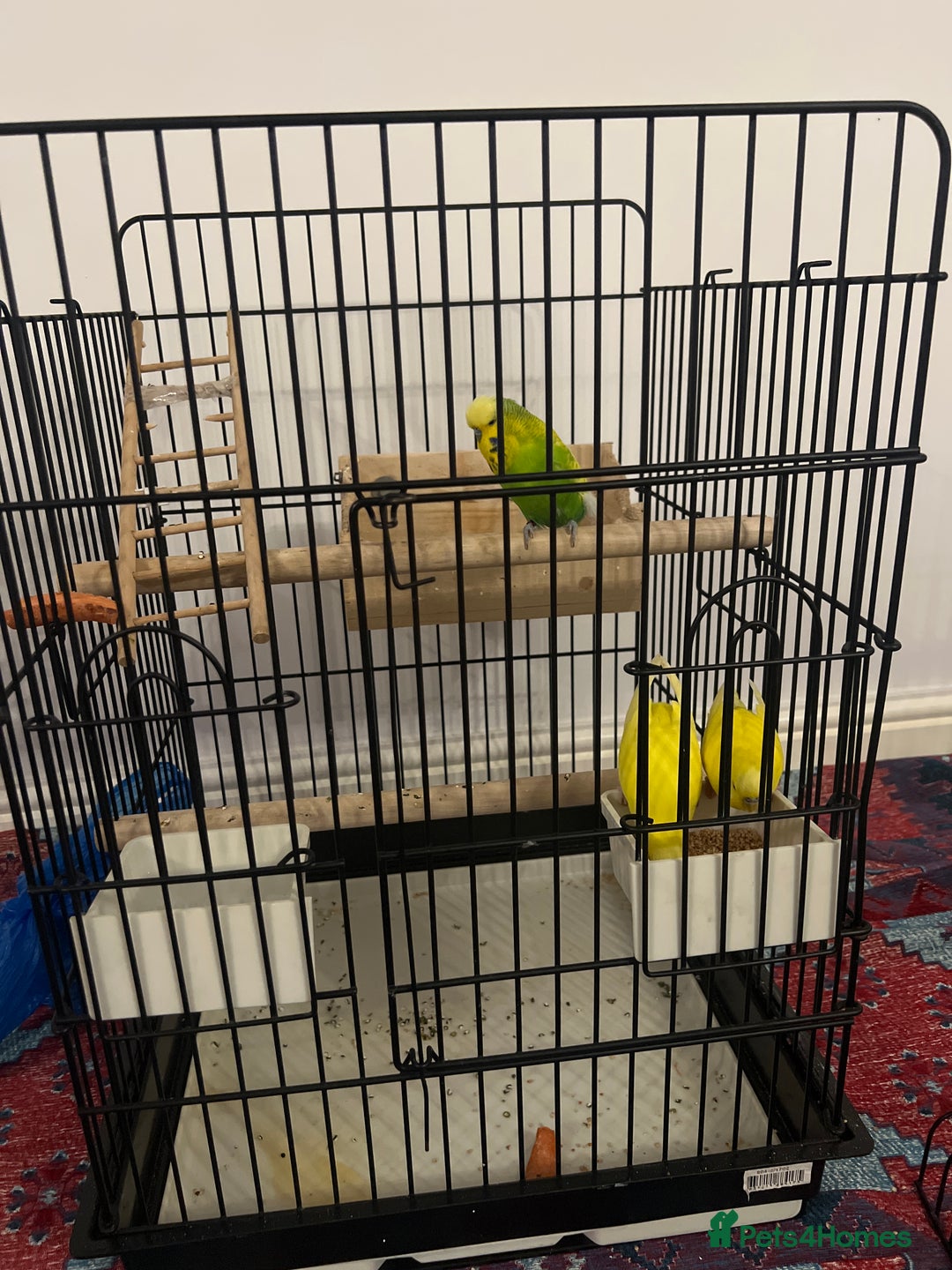 Budgerigars birds for sale: 3 budgies for sale - Advert 1