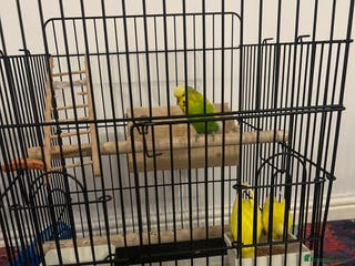 Budgerigars birds 3 budgies for sale - Advert 2