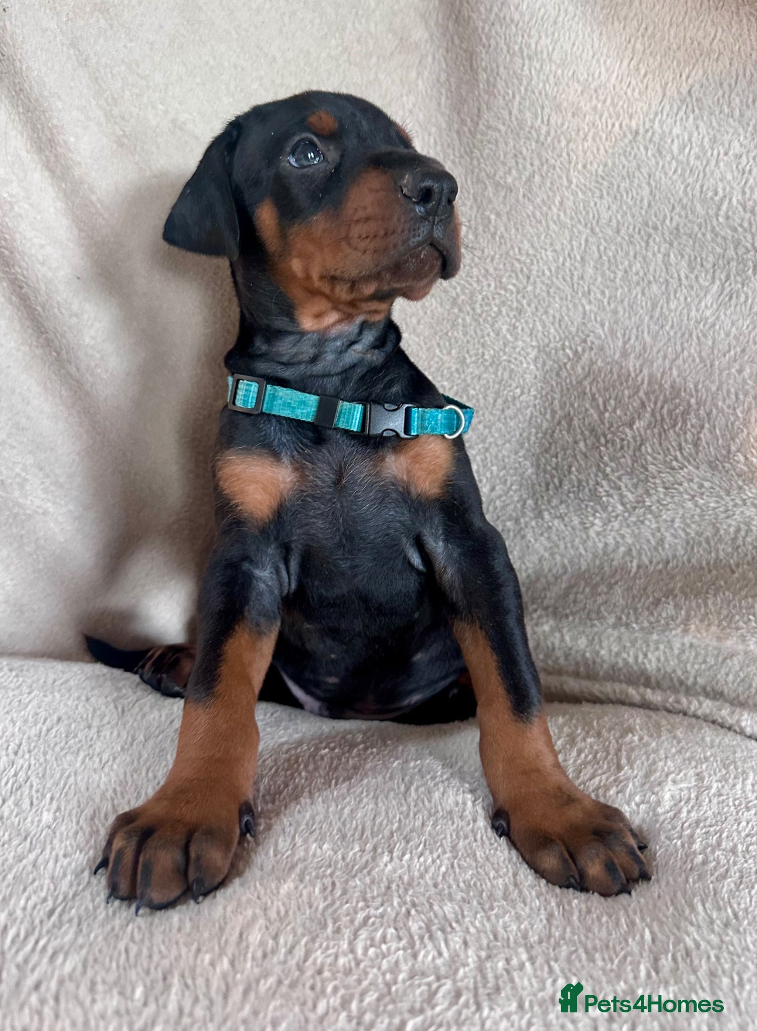 Dobermann dogs Health tested European puppies  - Advert 1