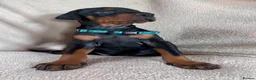 Dobermann dogs for sale: Health tested European puppies  - Advert 12