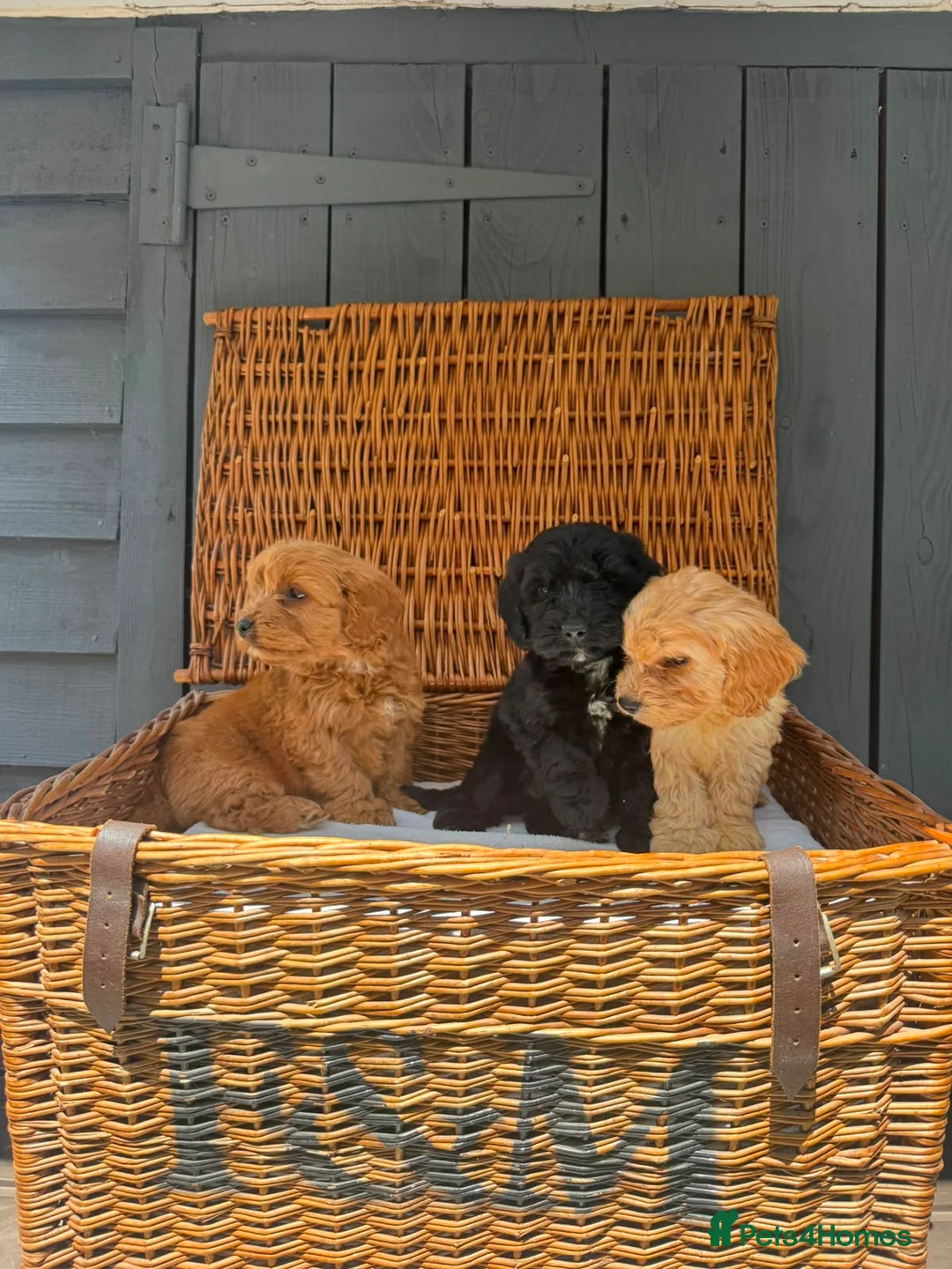 Cockapoo dogs for sale: F1 toy cockatoo puppies DNA clear parents  in Wokingham - Advert 2