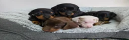 Dachshund dogs for sale: Beautiful Standard Dachshund Puppies  - Advert 6