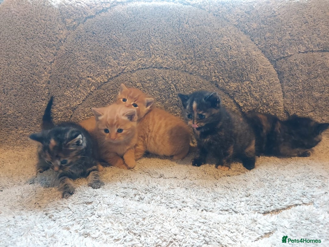 British Longhair cats for sale: Kittens for sale. - Image 12