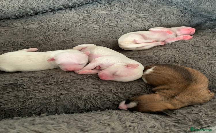 Malshi dogs - Advert 1