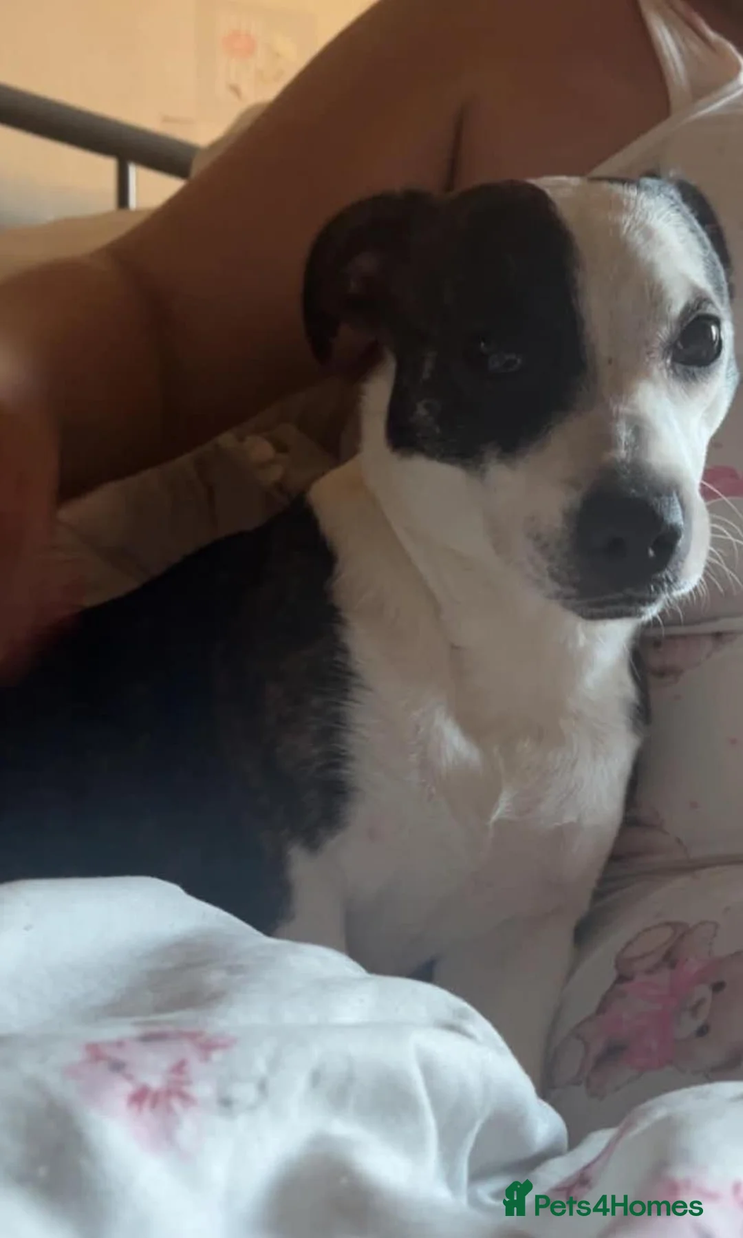 Mixed Breed dogs for sale: Chihuahua x staffy for sale in Stockton-on-Tees - Advert 2