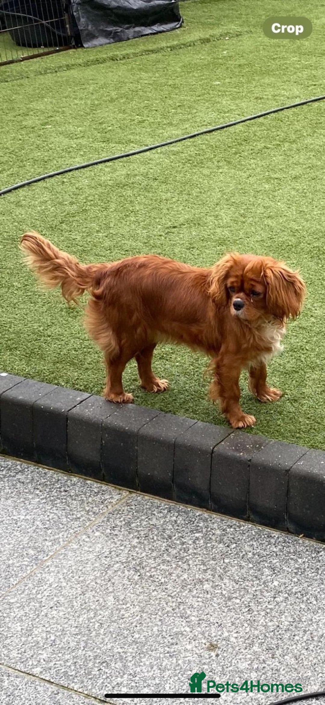 Cavapoo dogs for sale: Beautiful, Stunning litter of F1 Toy Cavapoos - Advert 4