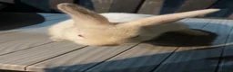Mixed Breed rabbits for sale: Californian/New Zealand Cross in Birmingham - Advert 4