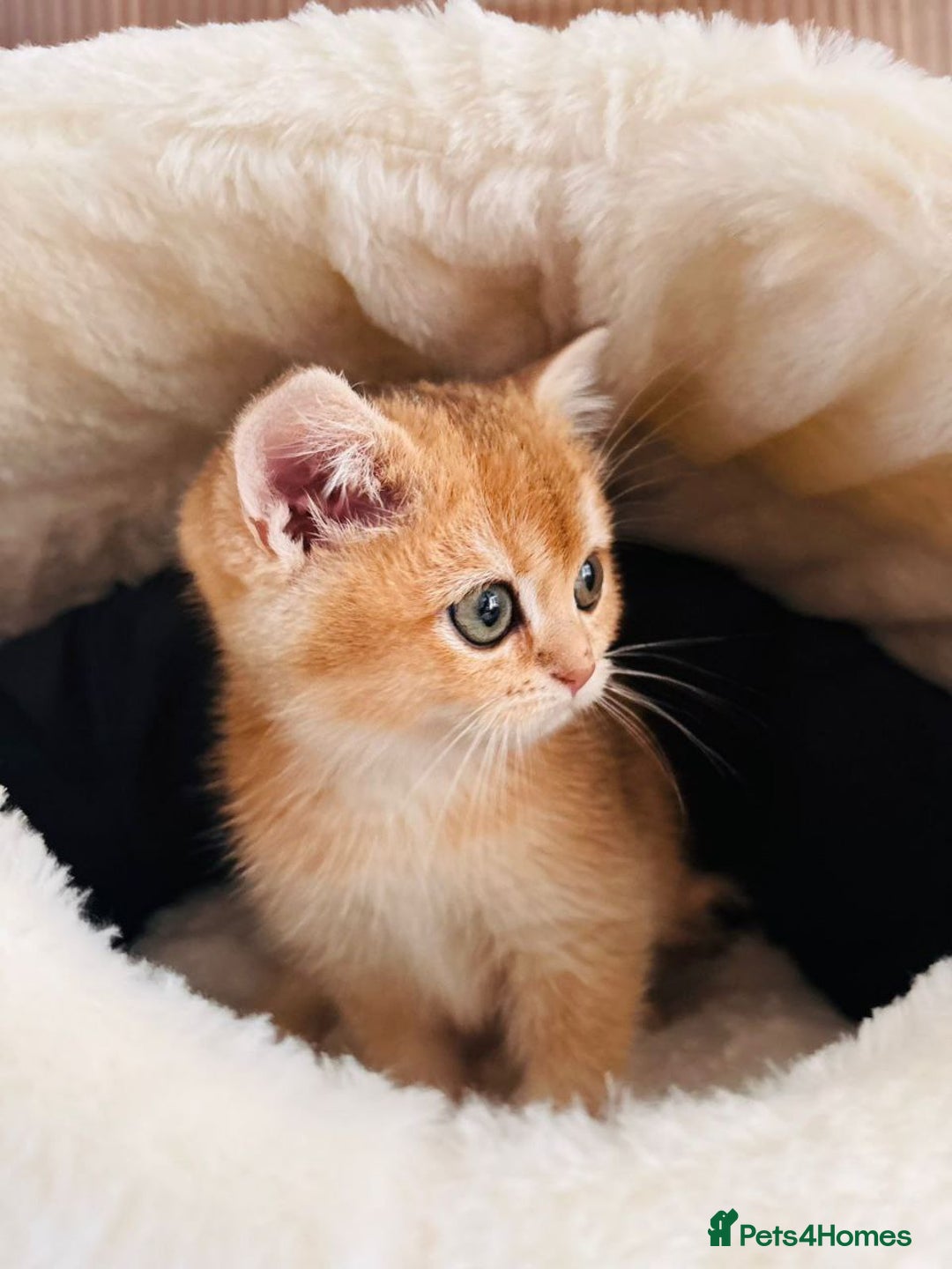 British Shorthair cats for sale: Charming British golden chinchillas - Advert 3