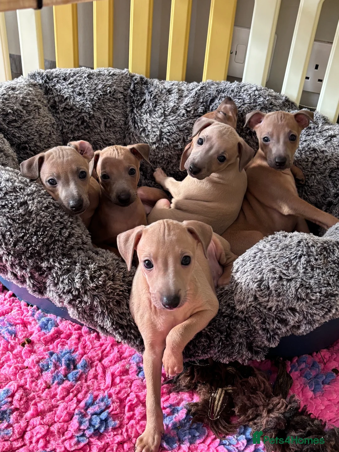Italian Greyhound dogs for sale: Kc Italian fawn boys  - Advert 1