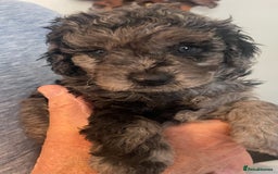 Cavapoo dogs for sale: Quality cavapoo puppies  - Image 11