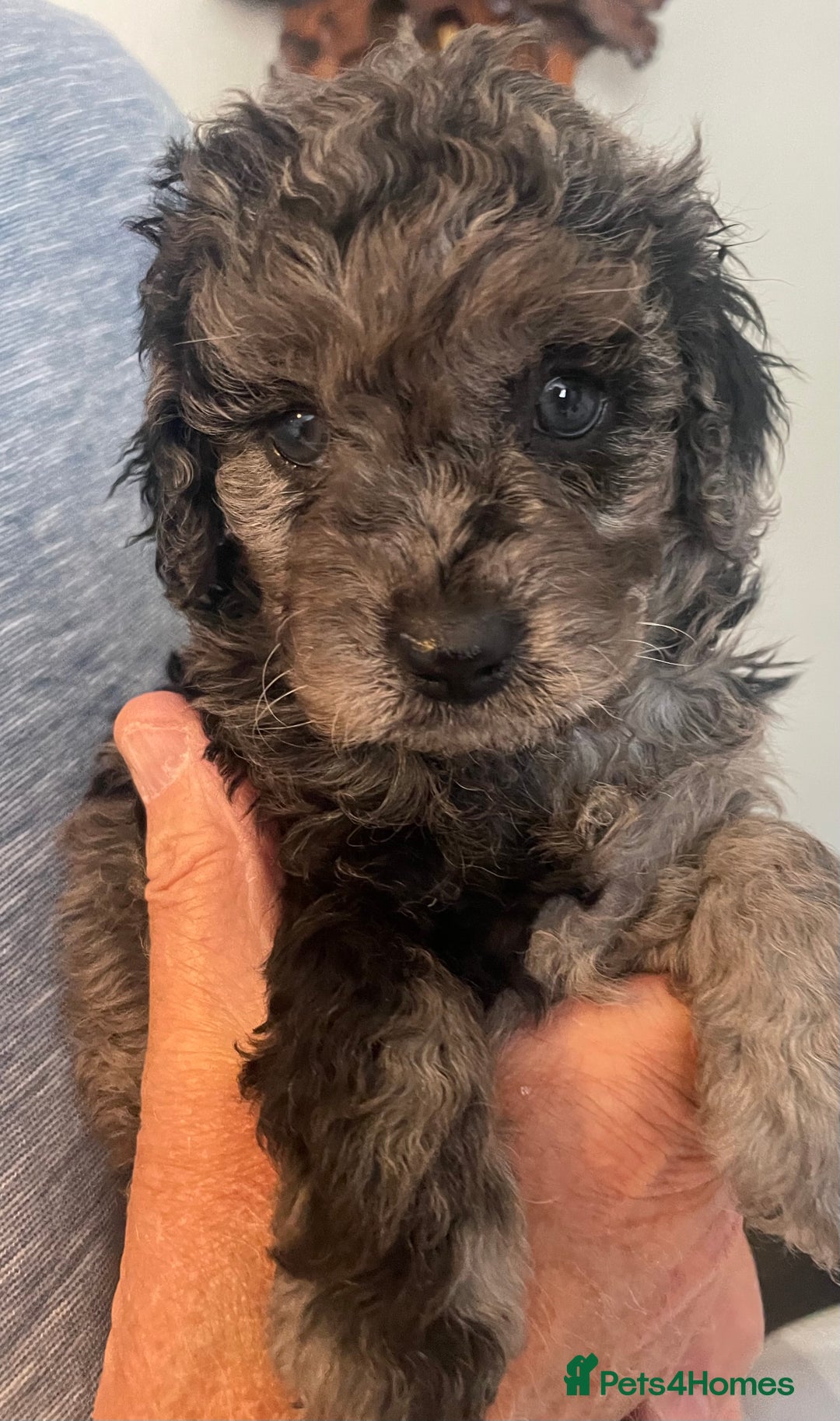 Cavapoo dogs for sale: Quality cavapoo puppies  - Image 11