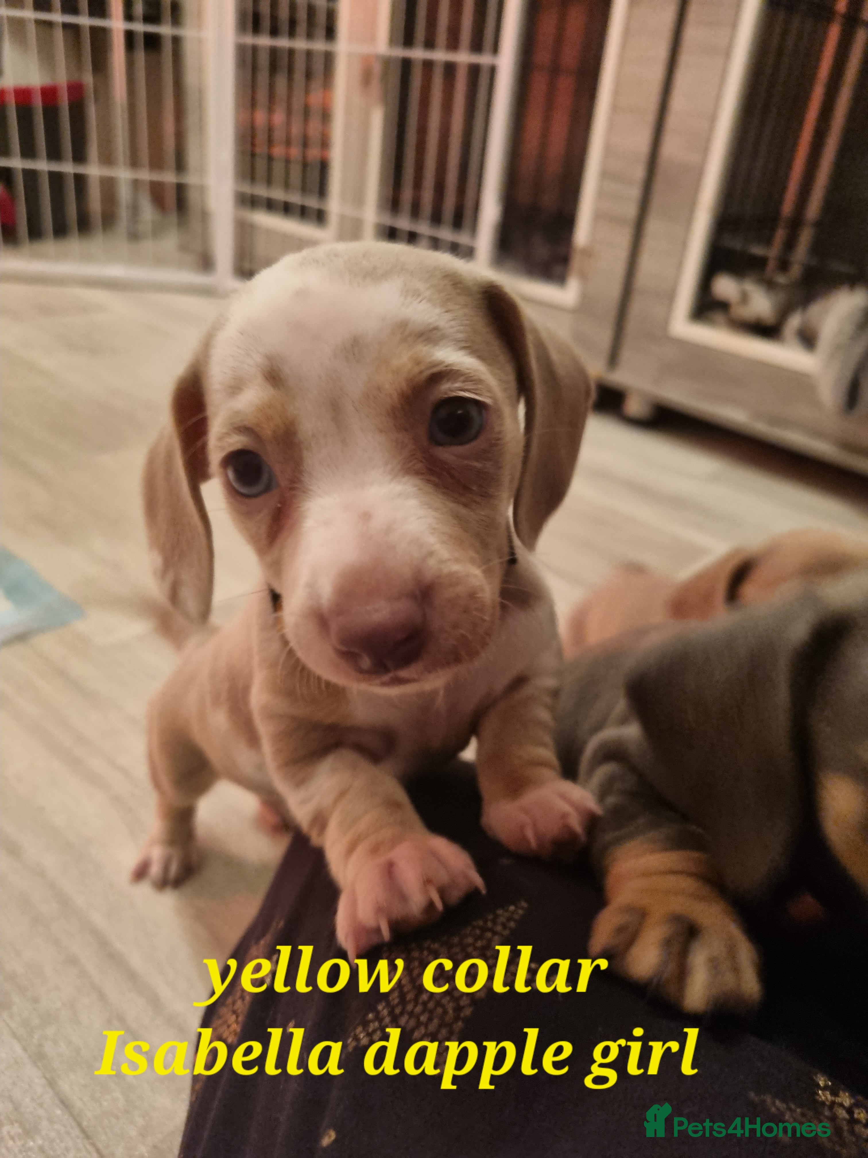 Dachshund dogs 8 Smooth Haired miniature dachshund pups  - Advert 2