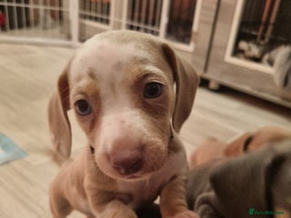 Dachshund dogs 8 Smooth Haired miniature dachshund pups - Advert 1