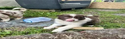 Border Collie dogs for sale: ISDS/KC Border Collie puppies for sale  - Advert 33